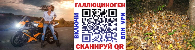 Псилоцибиновые грибы Cubensis  Медынь 